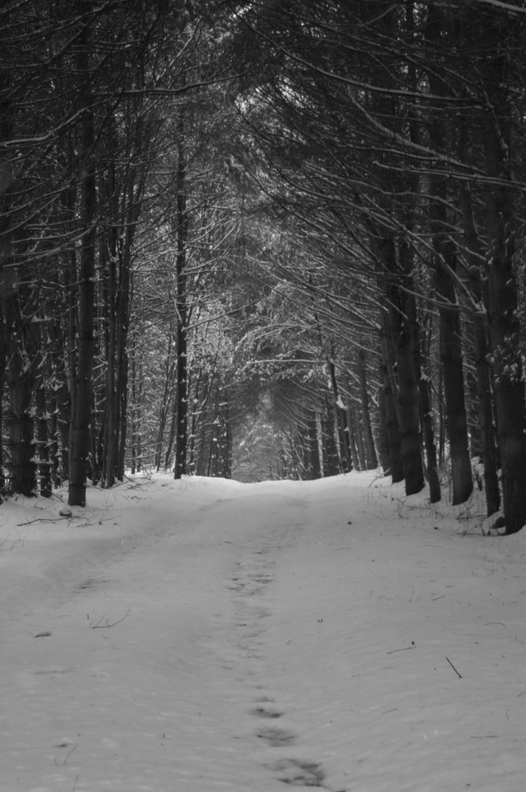 Snowy tree lined road