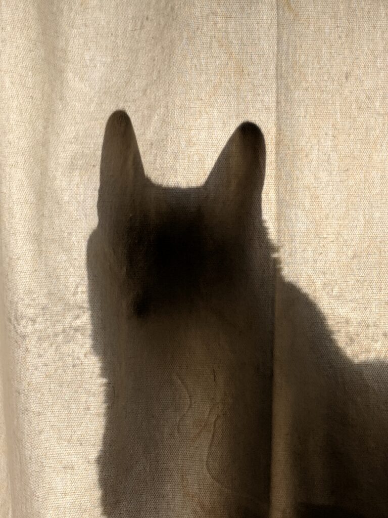 My cat, Orion, behind a curtain so his shadow looks like Batman